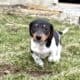 Mini Dacshund MALE
