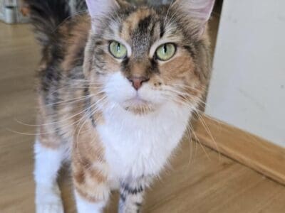 Multiple cats for rehoming