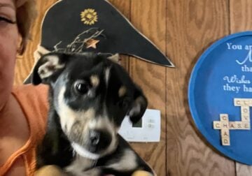 Rat Terrier Female