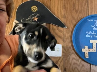Rat Terrier Female