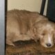 Golden doodle puppies