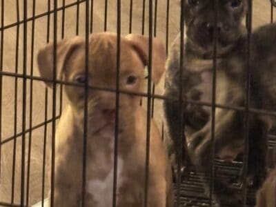 french bulldog/ bully