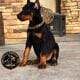 Doberman Pinscher puppies for sale!