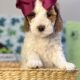 Mini Tri-Color Parti Poodle Puppies 15-20 lbs