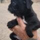 Black. Pug