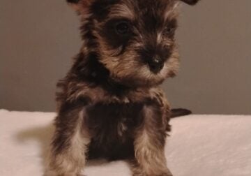 Miniature Schnauzer puppies