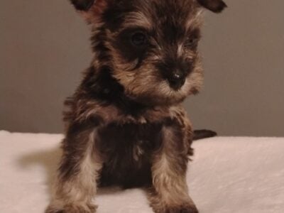 Miniature Schnauzer puppies