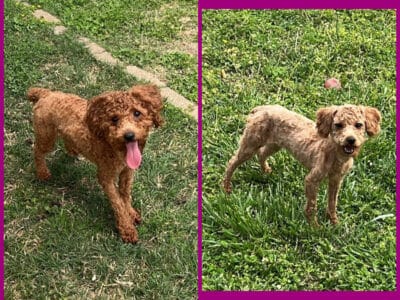 Toy poodle