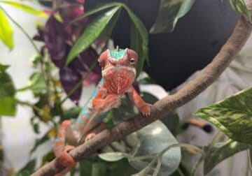 Male Panther Chameleon, 1 year 3 months old