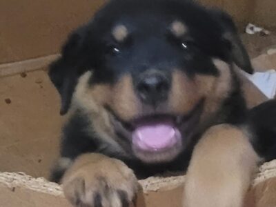 Rottweiler