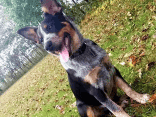 Texas Heeler
