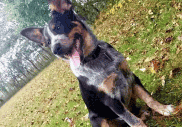 Texas Heeler