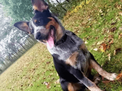 Texas Heeler