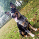 Texas Heeler