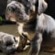 Cane corso puppies