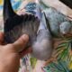 2 Beautiful Color Mutation Indian Ringneck Babies