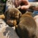 Pitbull/Mini Dashound puppies