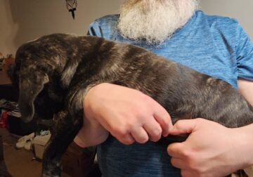 Cane corso puppies