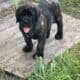AKC ENGLISH MASTIFF CHAMPION BLOODLINE PUPPIES