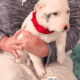 Puppies for sale