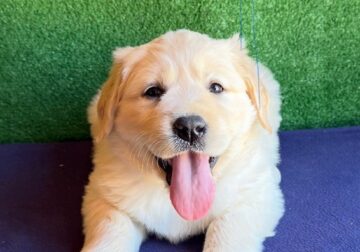 AKC White Labrador Puppies