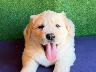 AKC White Labrador Puppies