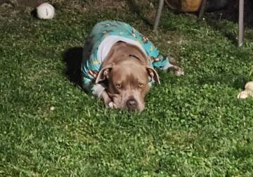 Need to rehome my dog