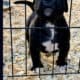 American Bully Puppy