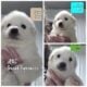 AKC Great Pyrenees puppies