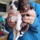 Havanese