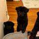 Tibetan mastiff chow chows