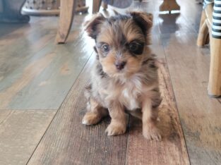 Chocolate merle male