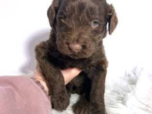 F1b Red and Chocolate Labradoodles