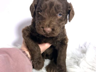 F1b Red and Chocolate Labradoodles