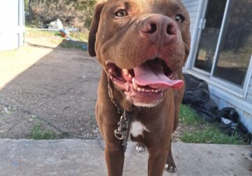 Pit mix