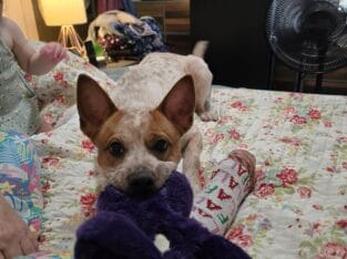 1 year old