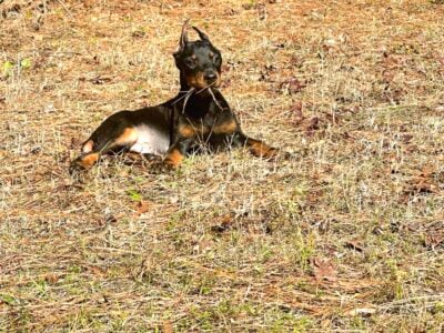 Duke black and rust male Doberman puppy