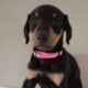 Doberman puppies