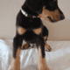 Doberman puppies
