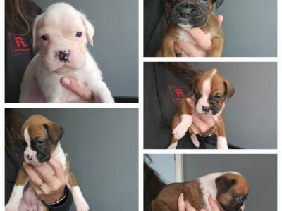 Boxers