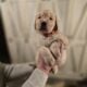 Golden Retriever puppies