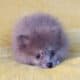 Rare Exotic Silver Merle Pomeranian Puppy Female