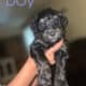 Golden Sheepadoodle’s
