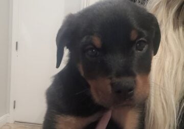 Akc purebred rottweiler puppies
