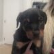 Akc purebred rottweiler puppies