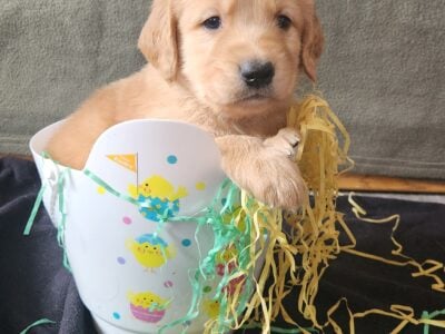 Pure Bread Golden Retriever Pups