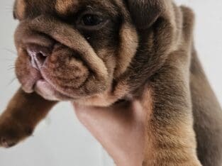 English Bulldog Chocolate AKC