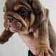 English Bulldog Chocolate AKC