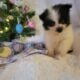 Bandit CKC Registered Male Pomeranian