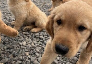 AKC Golden Retriever